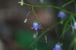 Small bonny bellflower